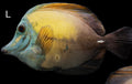 Blue Face Koi Tang -
Zebrasoma scopas