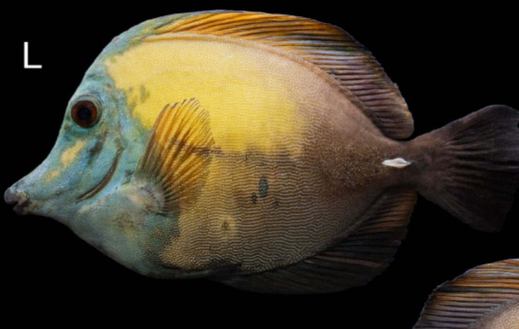Blue Face Koi Tang -
Zebrasoma scopas