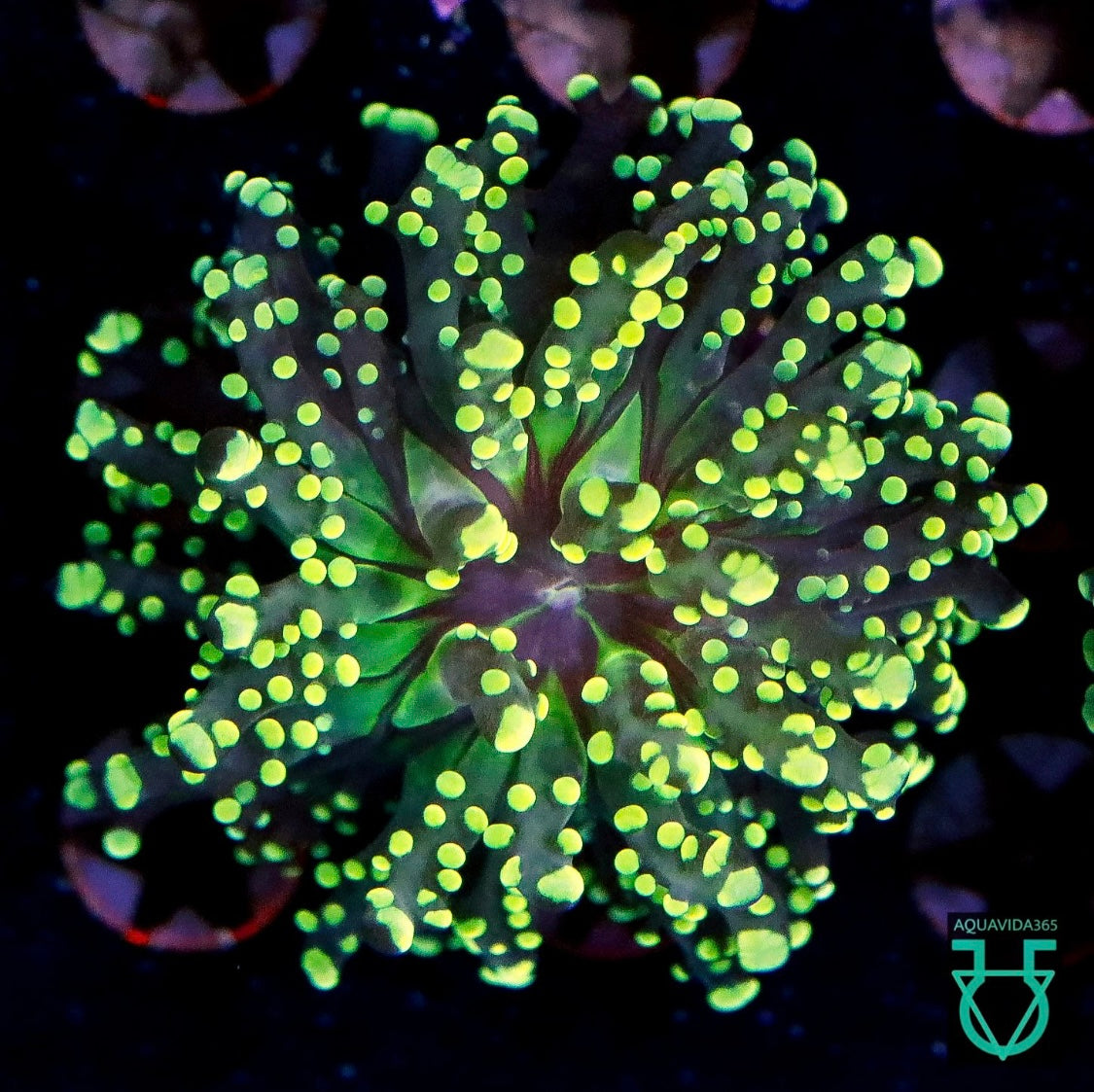 Yellow Octospawn