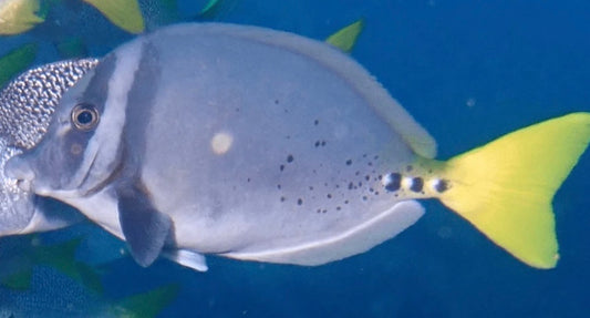 Galapagos Sawtail Tang - Prionurus laticlavius