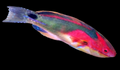 Exquisite Fairy Wrasse; Afr. - Cirrhilabrus exquisitus