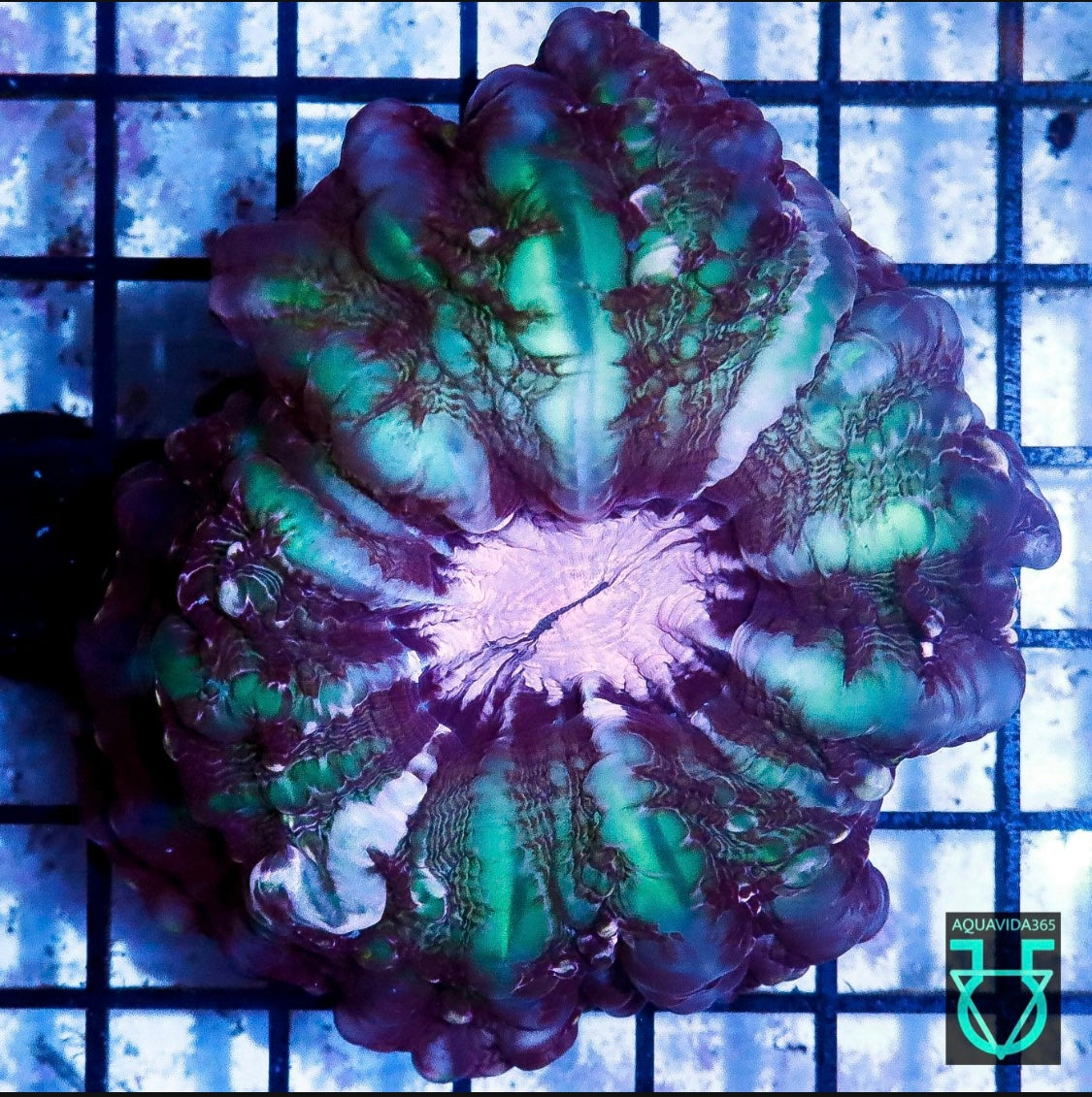 Pink center cynarina