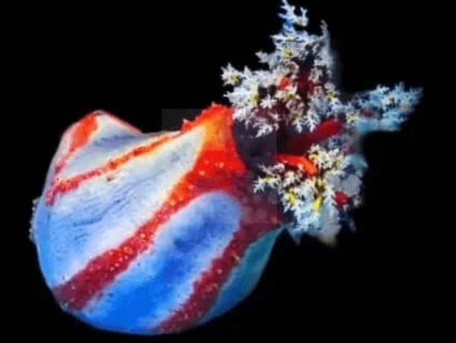 Sea apple