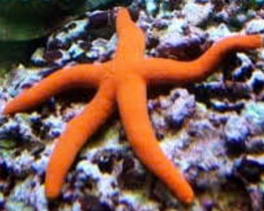 Orange Star (Linkia) - Linckia