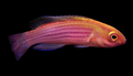 Earles Fairy Wrasse; FEMALE; Marshall Island - Cirrhilabrus earlei