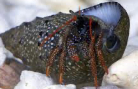 Red Leg Reef Hermit - Paguristes