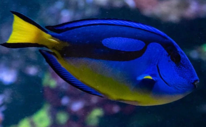 Blue Tang; Yellow Belly - Paracanthurus hepatus