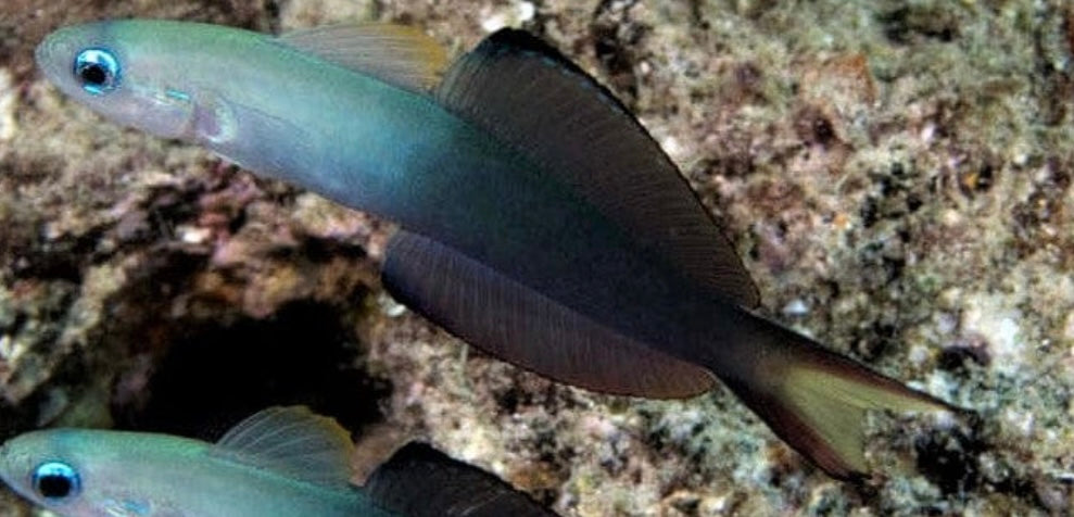 Scissortail Goby - Ptereleotris evides