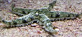 White Sand Star - Archaster typicus