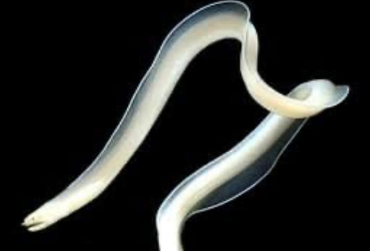 Ribbon Eel Ghost - Pseudechidna brummeri