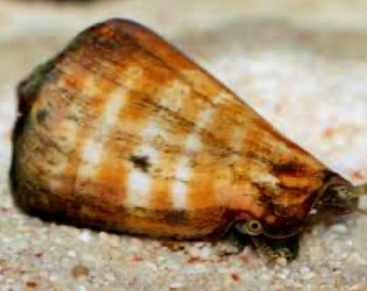 Tiger Sand Snail - Conomurex luhuanus