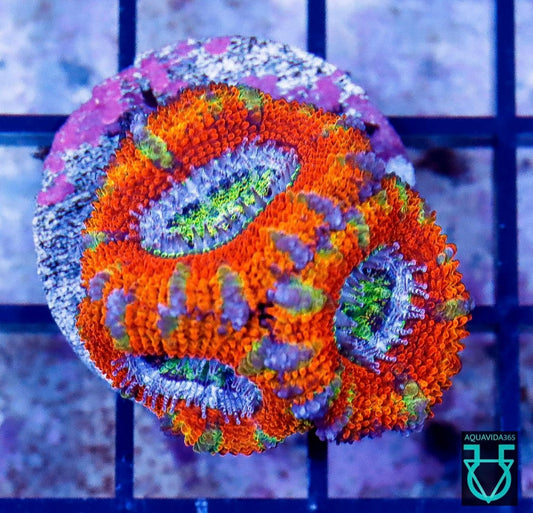 Rainbow acan