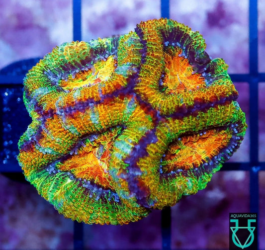 Rainbow acans 5 head