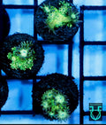 Green glitter Goni