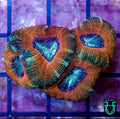 Acans