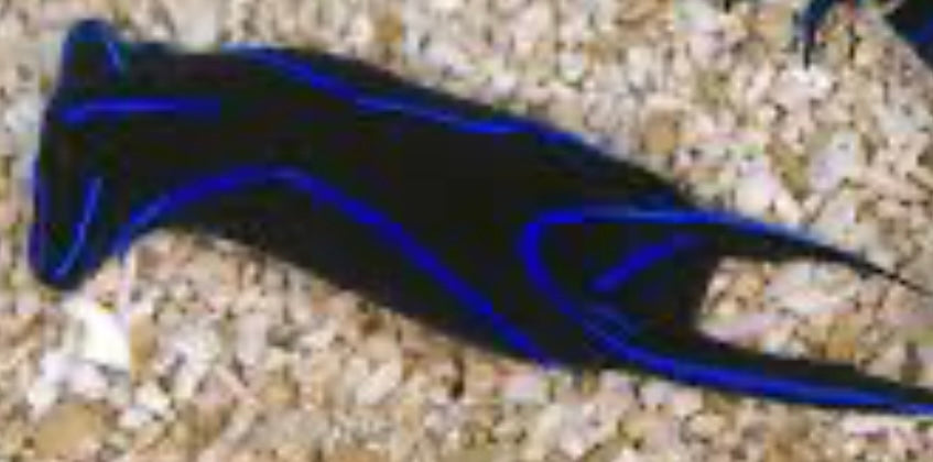 Veluna Fish Velvet Sea Slug - Chelidonura varians – Aquavida365