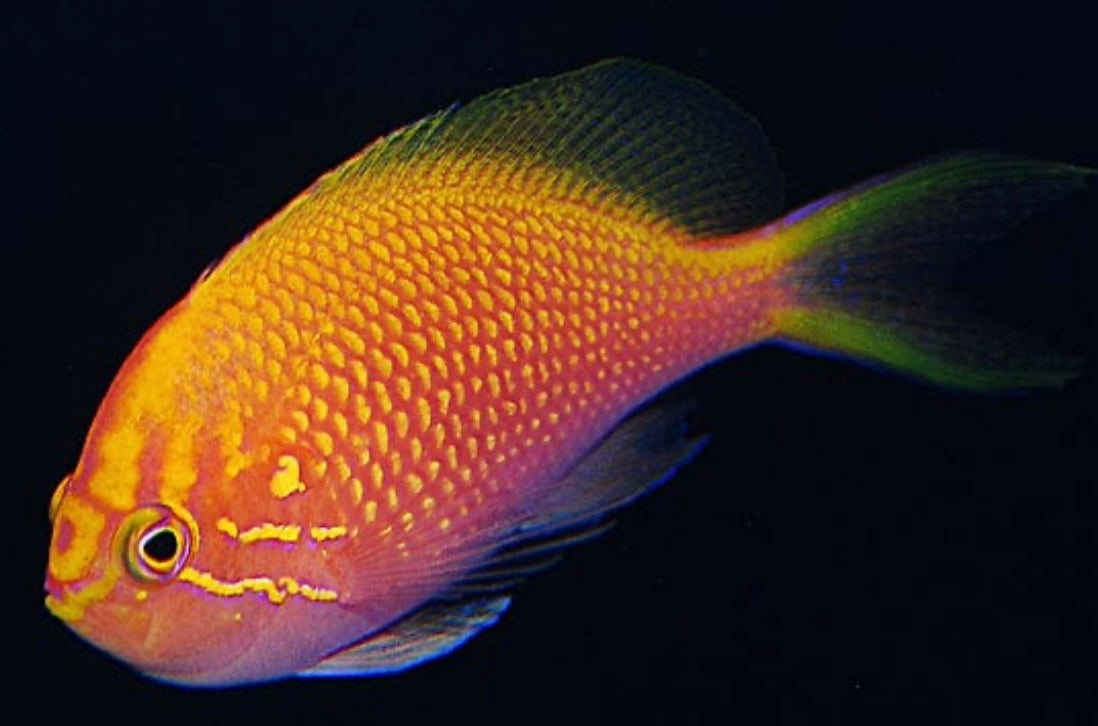 Sunburst Anthias - Serranocirrhitus latus