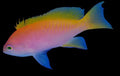 Bimaculatus Anthias Female - Pseudanthias bimaculatus