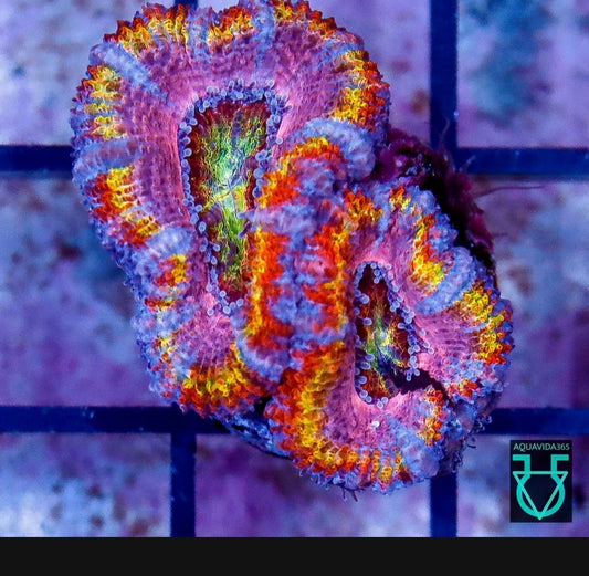 Rainbow acan