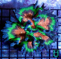 Rainbow Pectinia
