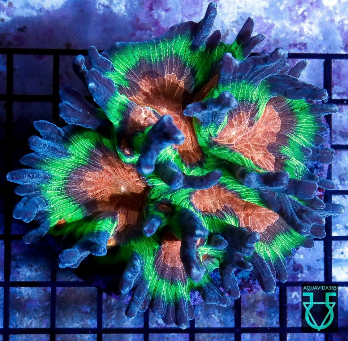 Rainbow Pectinia