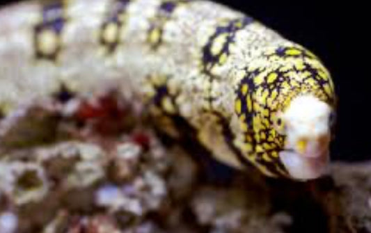 Snowflake Moray - Echidna nebulosa