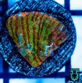 Rainbow Convict Chalice