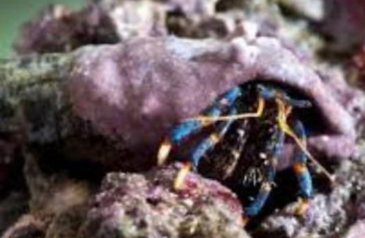 Blue Leg Reef Hermit Crab; Atl. - Paguristes