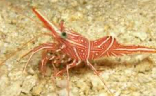 Camel Shrimp - Rhynchocinetes