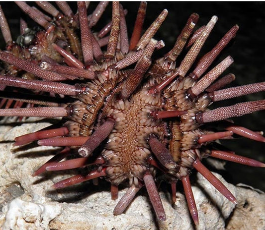 Pencil Urchin - Heterocentrotus