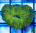 Green Glitter Lobo