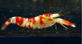 Pistol Shrimp Candy Stripe - Alpheus
