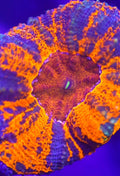 Acan maxima