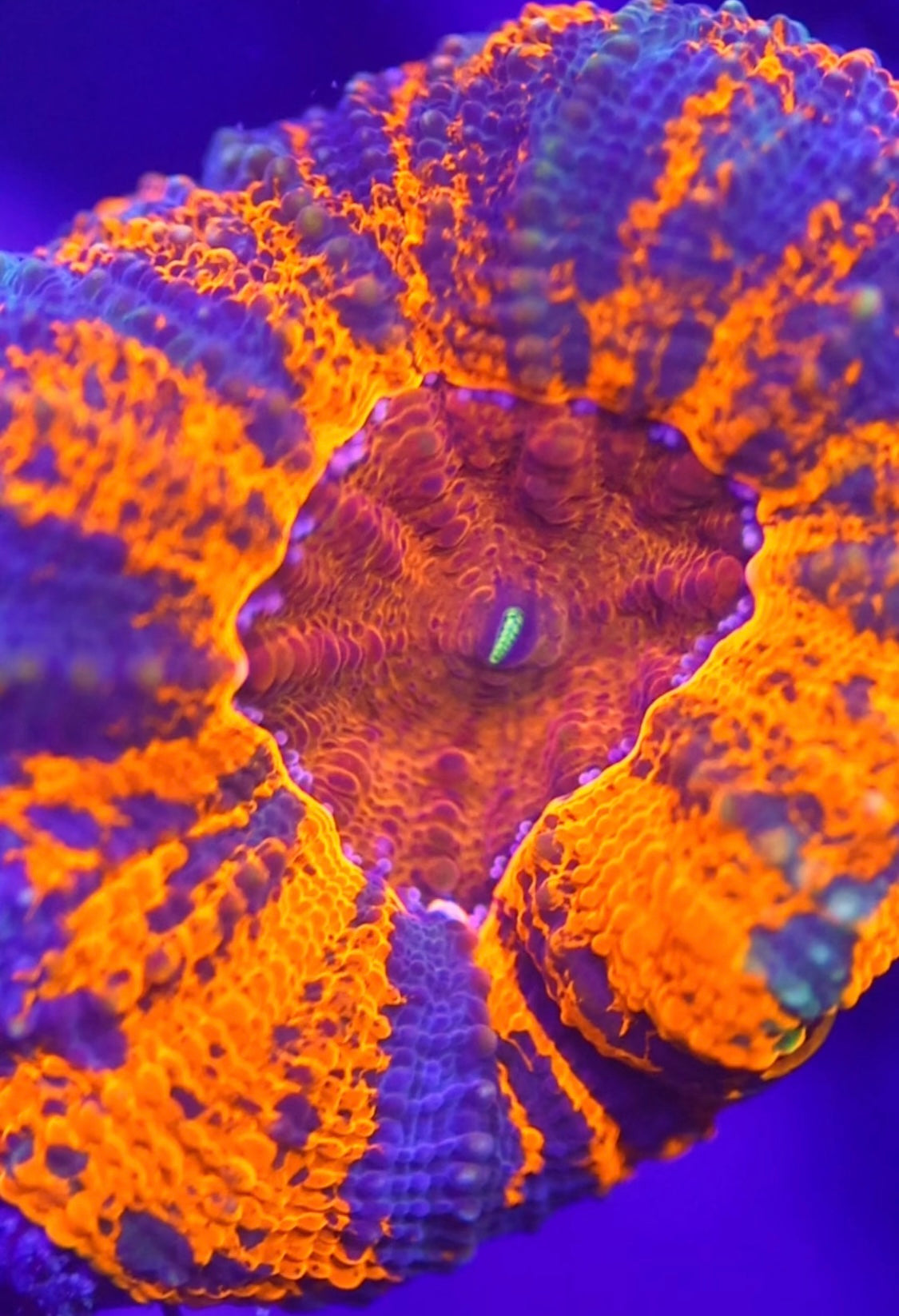Acan maxima