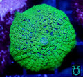 Greenies mushroom
