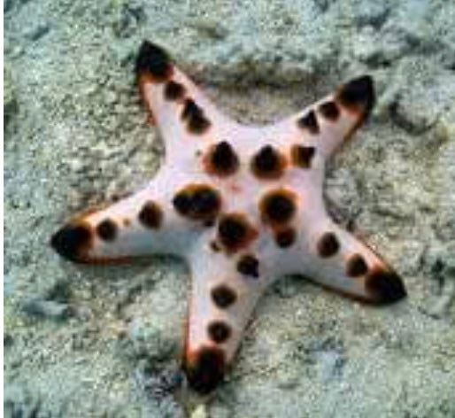 Choc Chip Star; Color - Protoreaster nodosus