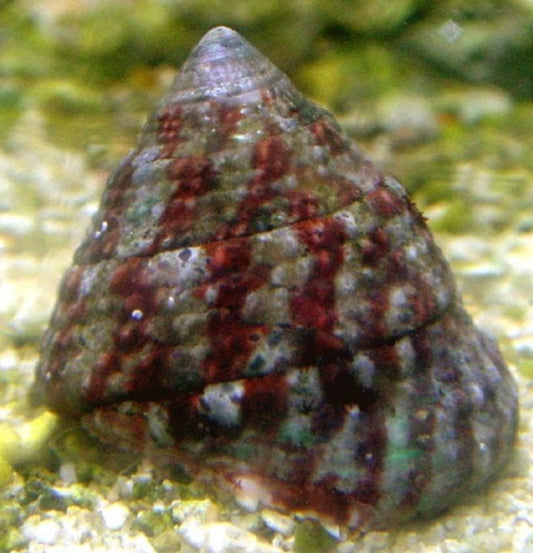 Trochus snail