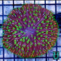 Rainbow Fungia