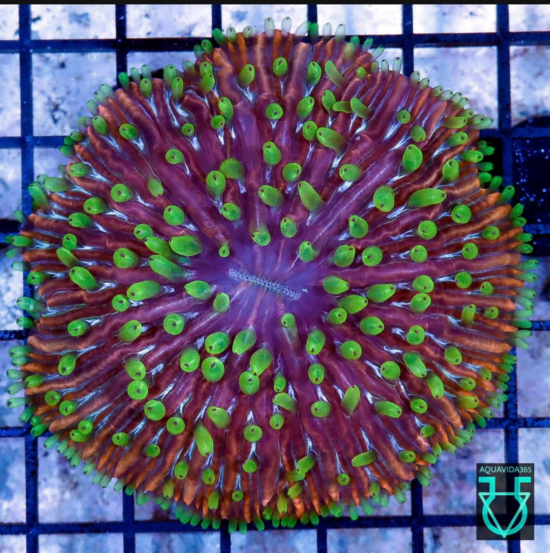 Rainbow Fungia