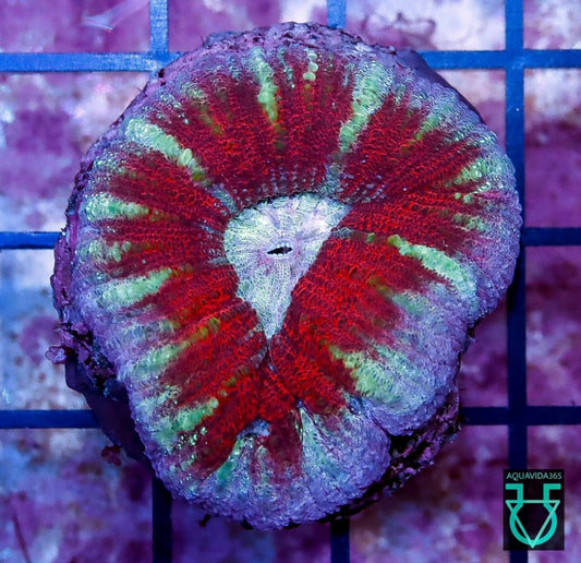 Acan Maxima