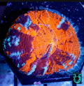Aquacultured scoly