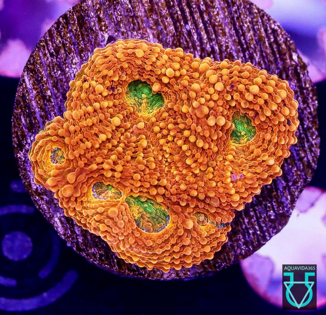 Tyree Agent Orange Echinata