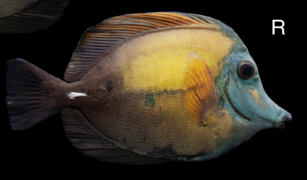 Blue Face Koi Tang -
Zebrasoma scopas
