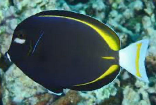 Gold Rim Tang - Acanthurus glaucopareius