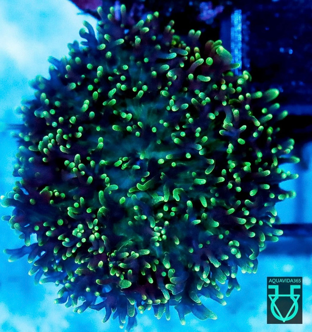 Green Hairy Mushroom