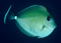Whitemargin Unicornfish - Naso annulatus