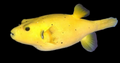 Gold Puffer; Ultra - Arothron Meleagris