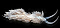 Berghia nudibranch - Berghia