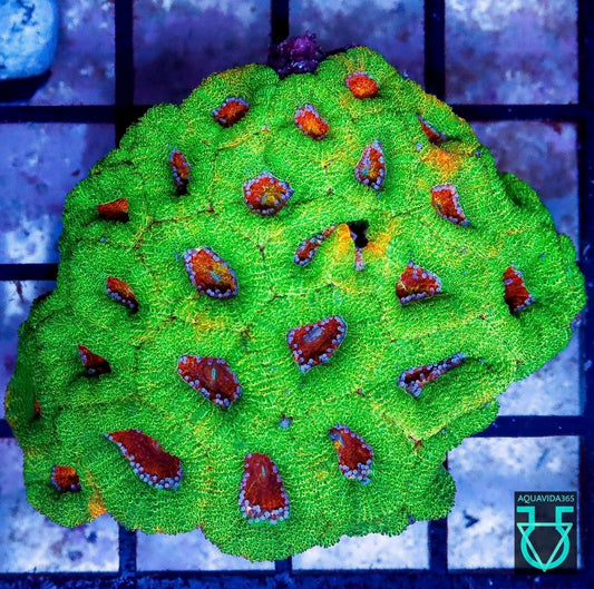 Red rim Rainbow acan