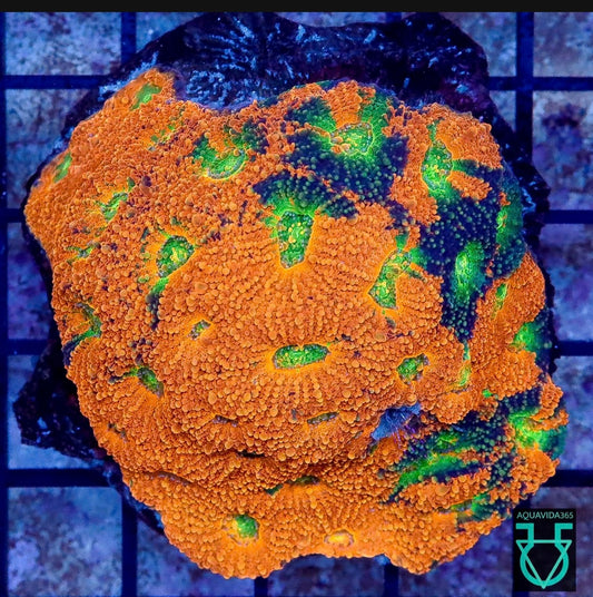 Rainbow acan Echinata